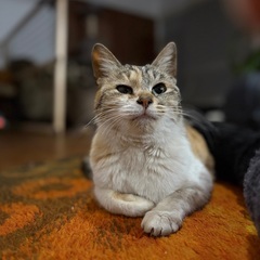 押しかけて出産したミケ子を子猫と一緒に