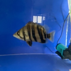 ダトニオプラスワン　約12cmの画像