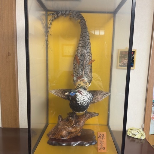 銀鶏鳥 剥製
