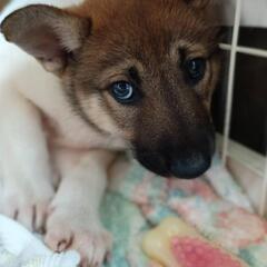 【6月1日管理所譲渡会面会】【長崎県動物管理所収容】県南地区わん...