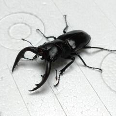 アマミノコギリクワガタ　ペア
