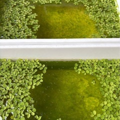 極美！【蜜柑】みかん　ラメメダカ　針子抜け　8匹の画像