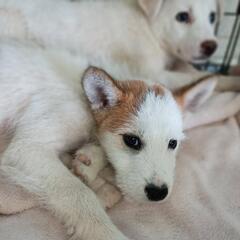 【6月1日管理所譲渡会面会】【長崎県動物管理所収容】大村市内で保...