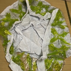 ビニールプール