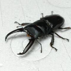 ツシマヒラタクワガタ　ホワイトアイ　オス単