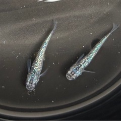 メダカ　サファイア背びれなし　マルコの卵　有精卵20+α めだか