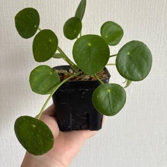 ピレア・ペペロミオイデス