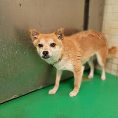【動物管理所収容】多頭飼育から収容されたわんこの家族募集(終生室...