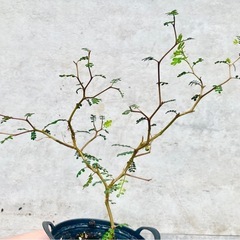 観葉植物　メルヘンの木