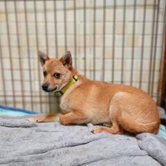 【長崎県動物管理所収容】多頭飼育から収容されたわんこの家族募集(...