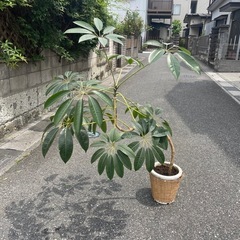観葉植物　ツピタンサス