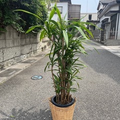 観葉植物　コルジリネストリクタ