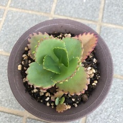 多肉・子宝草の画像