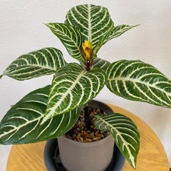 植物　アフェンドラ　ダニア