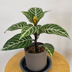 植物　アフェンドラ　ダニアの画像