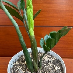 【観葉植物】ザミオクルカス　ザミフォーリアの画像