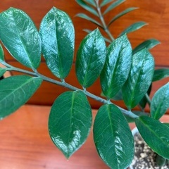 【観葉植物】ザミオクルカス　ザミフォーリアの画像