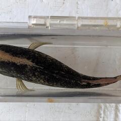 特大オヤニラミの画像