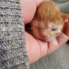 子猫２週間