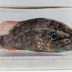 特大オヤニラミの画像