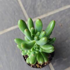 (お取引中)多肉植物　ルビーティント　2025年5月21日の画像