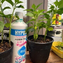 ホウズキ鉢付きの画像