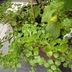ランキングキーワードに紐づく投稿画像-多肉植物