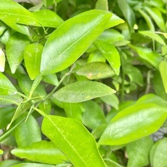 アゲハチョウの幼虫をさしあげます。