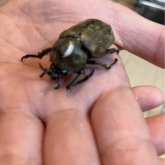 サビイロカブト成虫