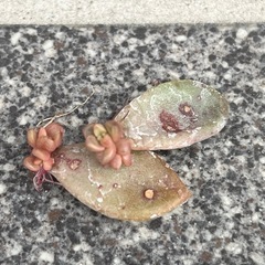 ガーデニング多肉植物詰め合わせ14種類。の画像