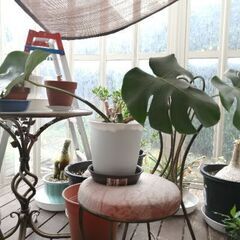 観葉植物　モンステラ