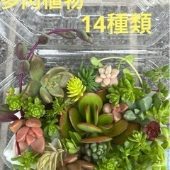 多肉植物詰め合わせセット。根付き葉挿し、おまけつき！
