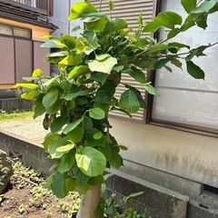 金木犀　無料　あげます。