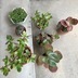 ランキングキーワードに紐づく投稿画像-観葉植物