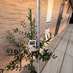 オリーブ　ルッカ（約150㎝）の画像