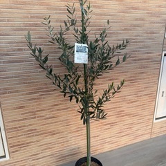 オリーブ　ルッカ（約150㎝）の画像