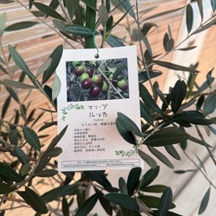 オリーブ　ルッカ（約150㎝）の画像