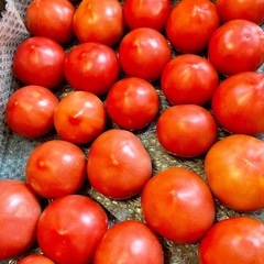 夏野菜が始まりました