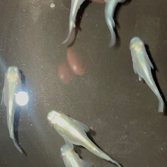 みゆきダルマ　100%有精卵20個プラスα