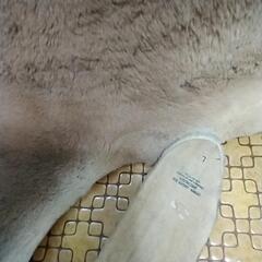 ｶﾝｶﾞﾙｰの革①の画像