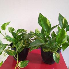 ポトス　観葉植物