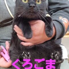 くろごま(メス)