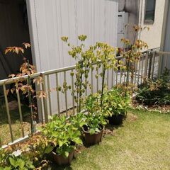 ヤマボウシ（庭木・落葉樹）の画像