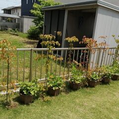 ヤマボウシ（庭木・落葉樹）の画像