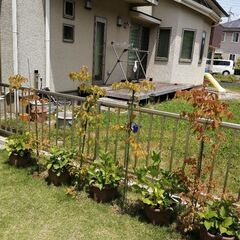 ヤマボウシ（庭木・落葉樹）の画像