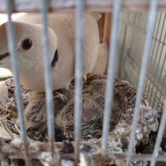 ジュジュカケ鳩　産まれてます