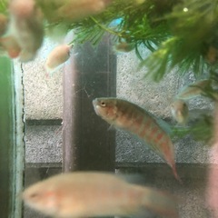 大特価！ 闘魚　レッド　単品1匹だと500円5匹1セット1,000円の画像