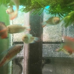 大特価！ 闘魚　レッド　単品1匹だと500円5匹1セット1,000円の画像