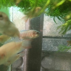 大特価！ 闘魚　レッド　単品1匹だと500円5匹1セット1,000円の画像