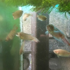大特価！ 闘魚　レッド　単品1匹だと500円5匹1セット1,000円の画像